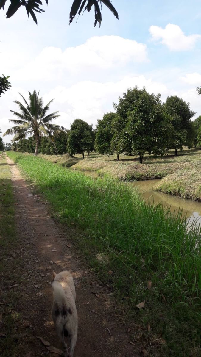 ขายที่สวน หนองเสือ -ปทุมธานี พื้นที่ 63-1-37 ไร่ ( 25,337 ตรว.)